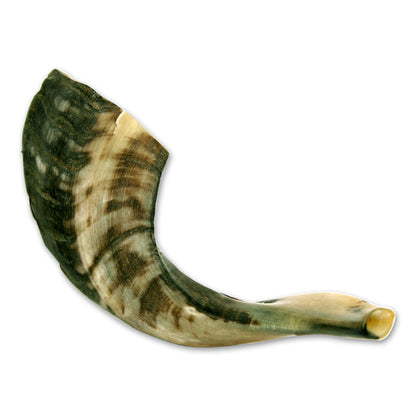 Medium Rams Horn Shofar Size 12-14 in 30-35 cm