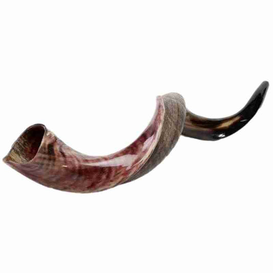 Shofar Original Yemenite Kosher Polished Quality Israel Made Natural