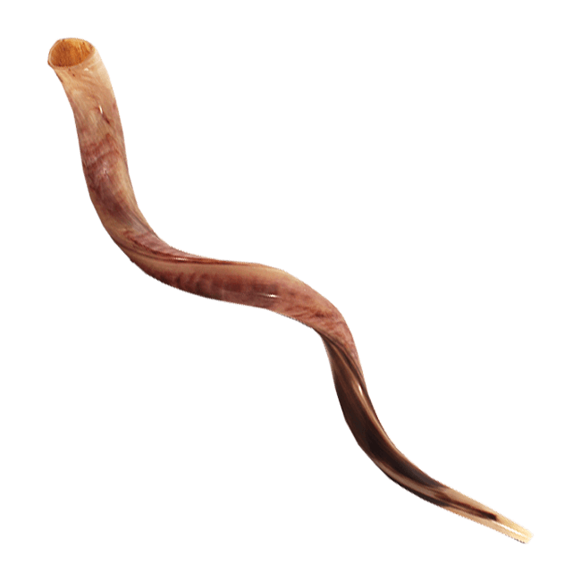 Yemenite Shofar 115-119 cm | 45-47 inches