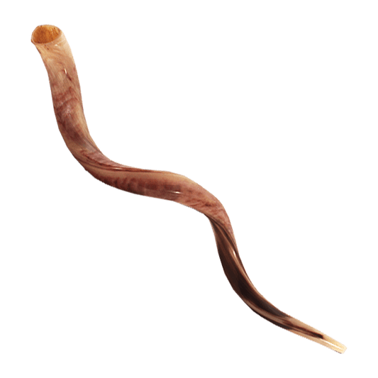 Yemenite Shofar 115-119 cm | 45-47 inches